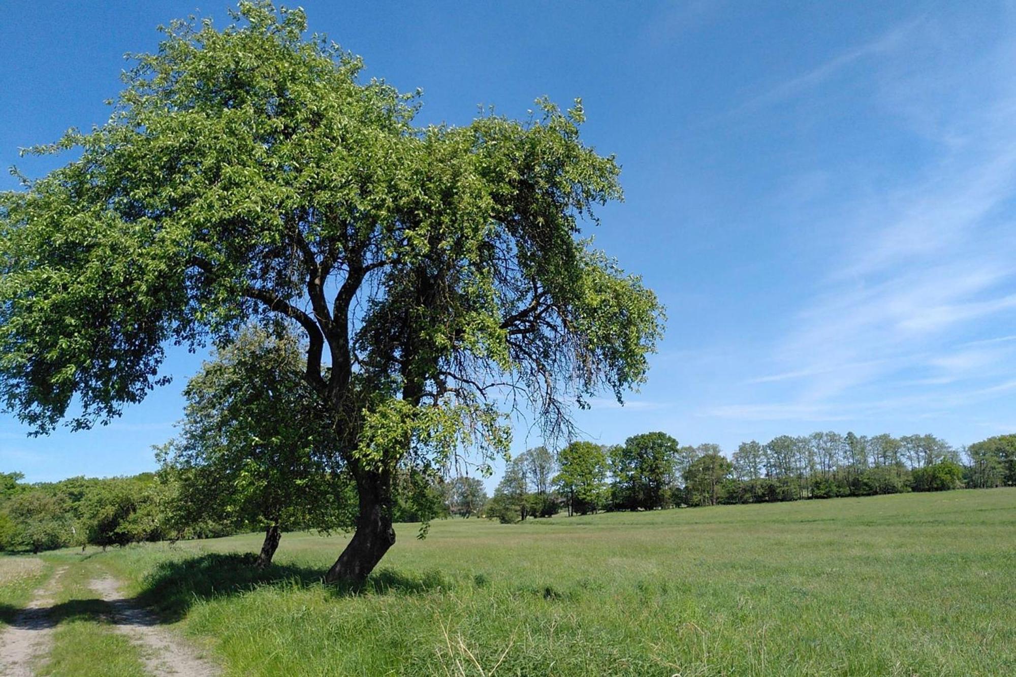 Ferienwohnung Zur Pferdekoppel Bömitz Extérieur photo